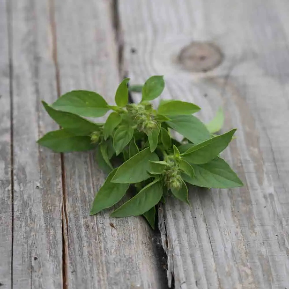 ferme-de-sainte-marthe-basilic-citron-vert-plant-bio-potager image 2