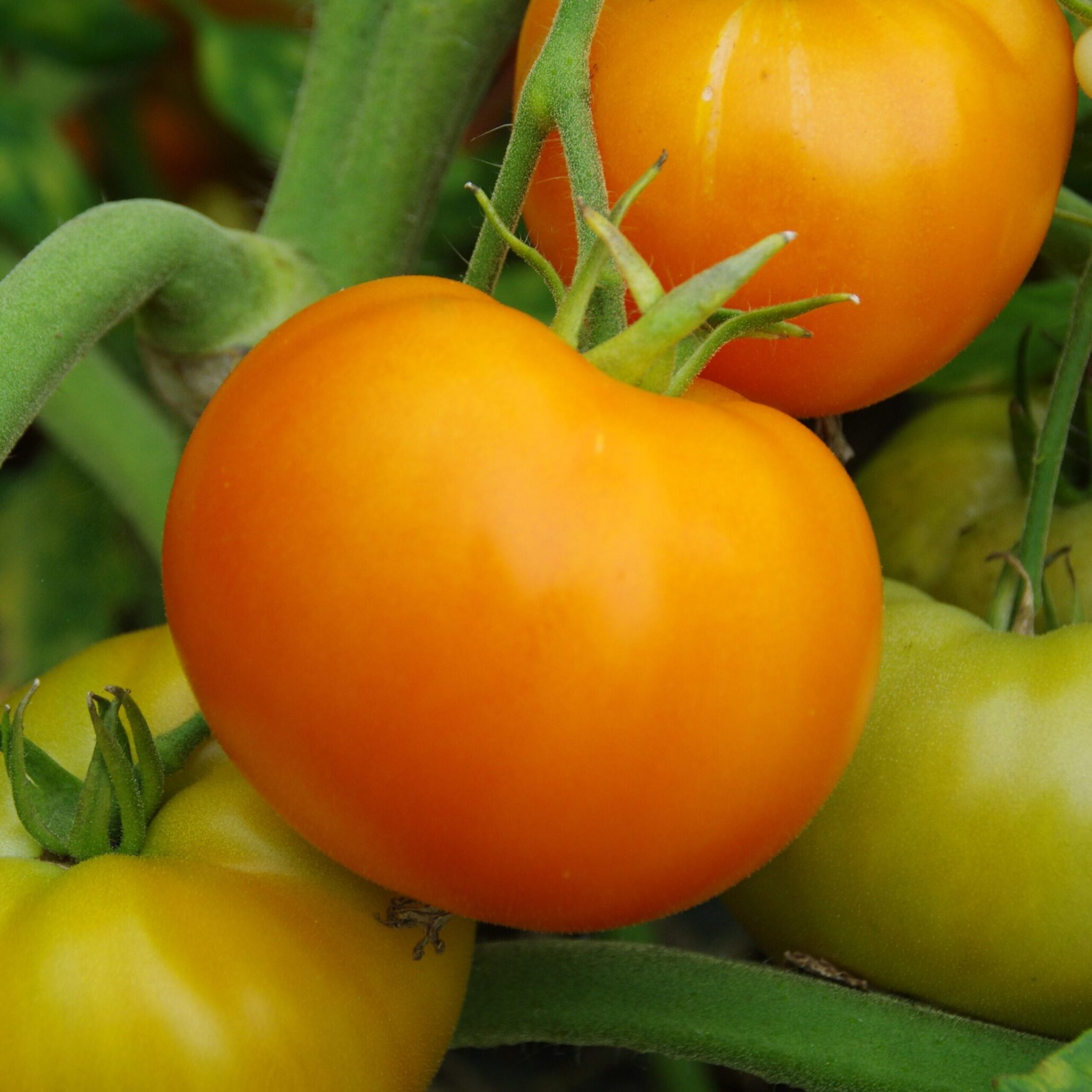les-semences-de-l-ombelle-tomate-orange-queen-graines-bio-tuteur image 1