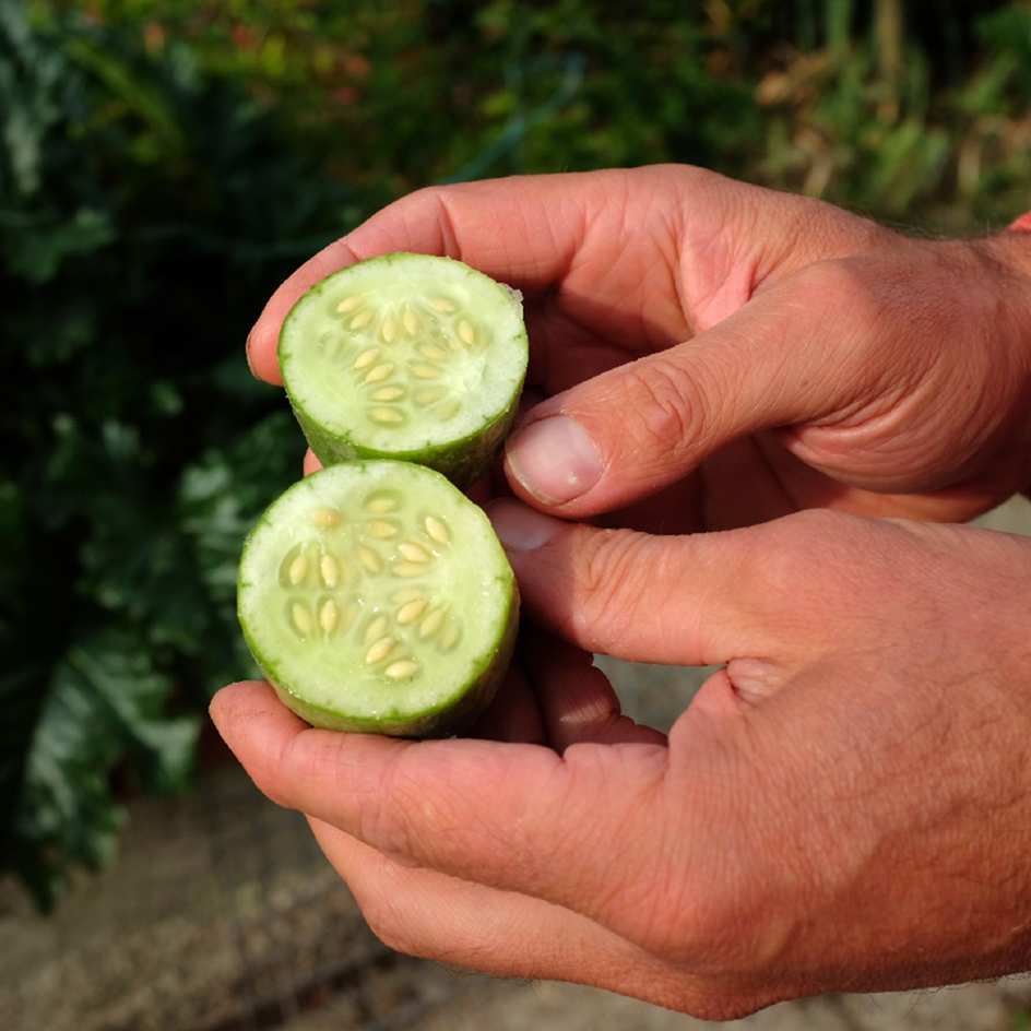 la-bo-te-graines-graines-l-gumes-concombre-des-antilles-graines-bio image 2