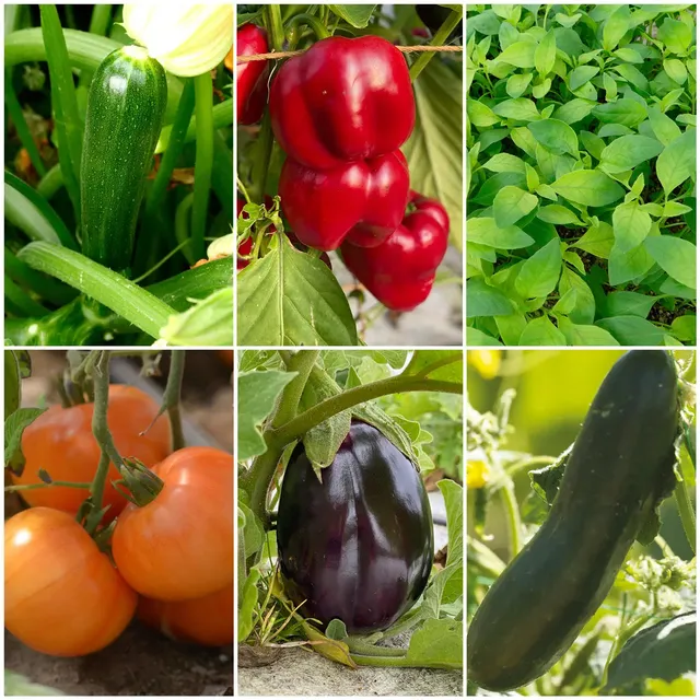 ferme-de-sainte-marthe-les-indispensables-du-potager-coffret-graines image 1