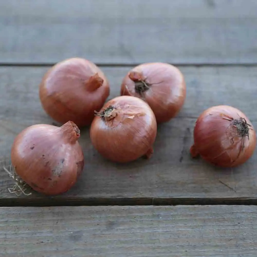 ferme-de-sainte-marthe-oignon-patate-plant-bio-conservation image 2
