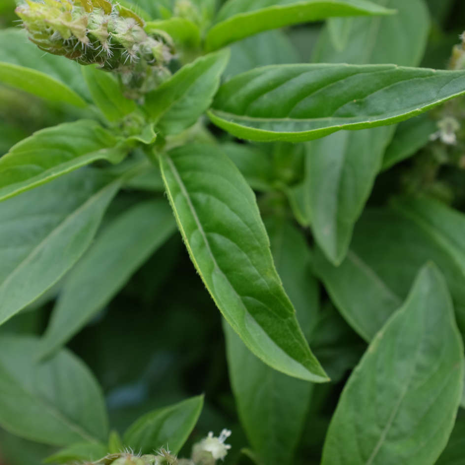 la-bo-te-graines-tulsi-graines-basilic-sacr-bio image 2
