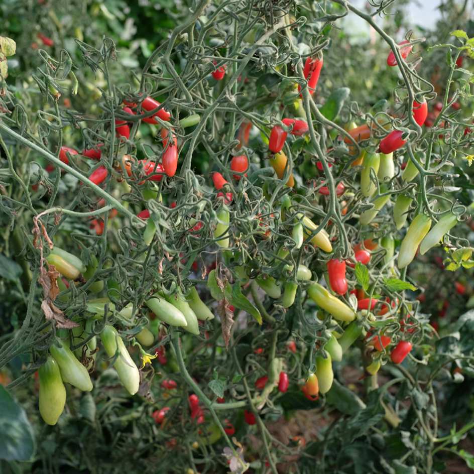 la-bo-te-graines-coucougnette-de-vend-e-graines-tomate-bio image 2