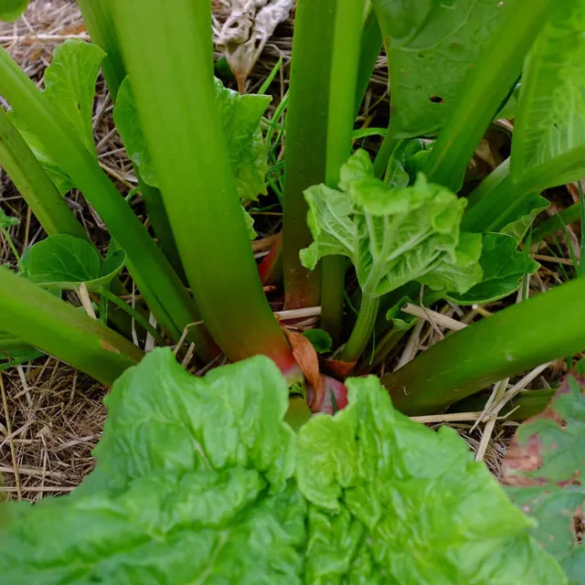 la-bo-te-graines-rhubarbe-rouge-bio-graines-vivace image 1