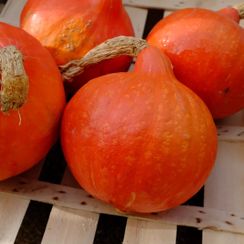la-bo-te-graines-potimarron-red-kuri-graines-bio-go-t-ch-taigne image 1