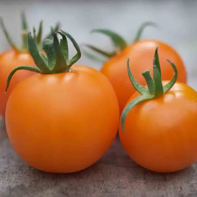 ferme-de-sainte-marthe-orange-bourgoin-graines-tomate-bio-sucr-e image 1
