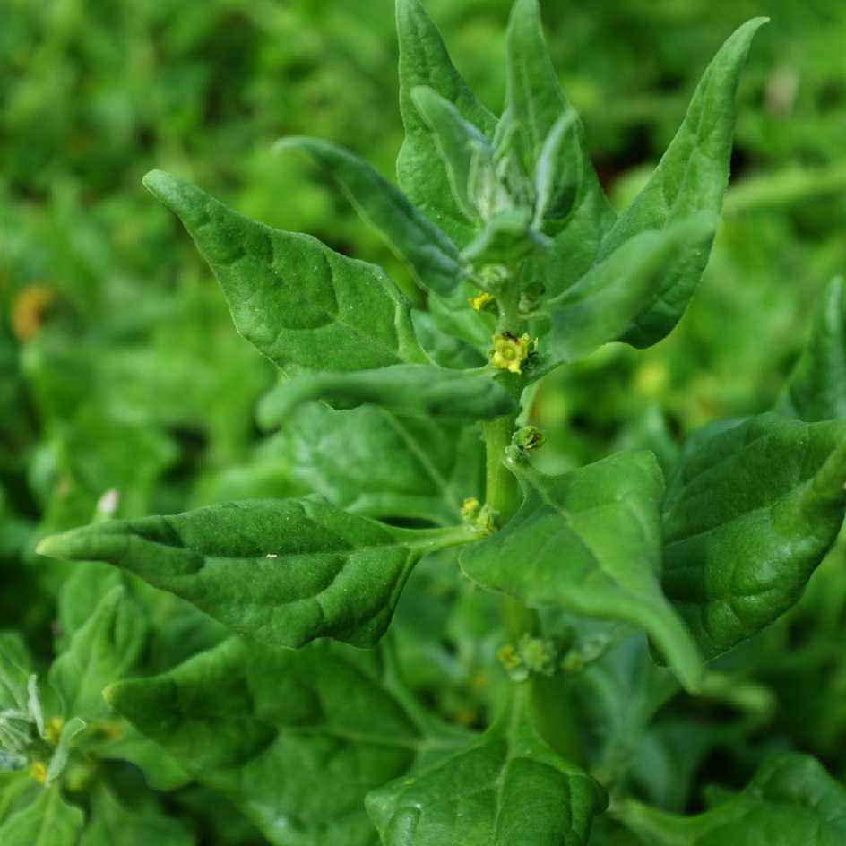 la-bo-te-graines-t-tragone-cornue-graines-l-gumes-bio-sachet image 4