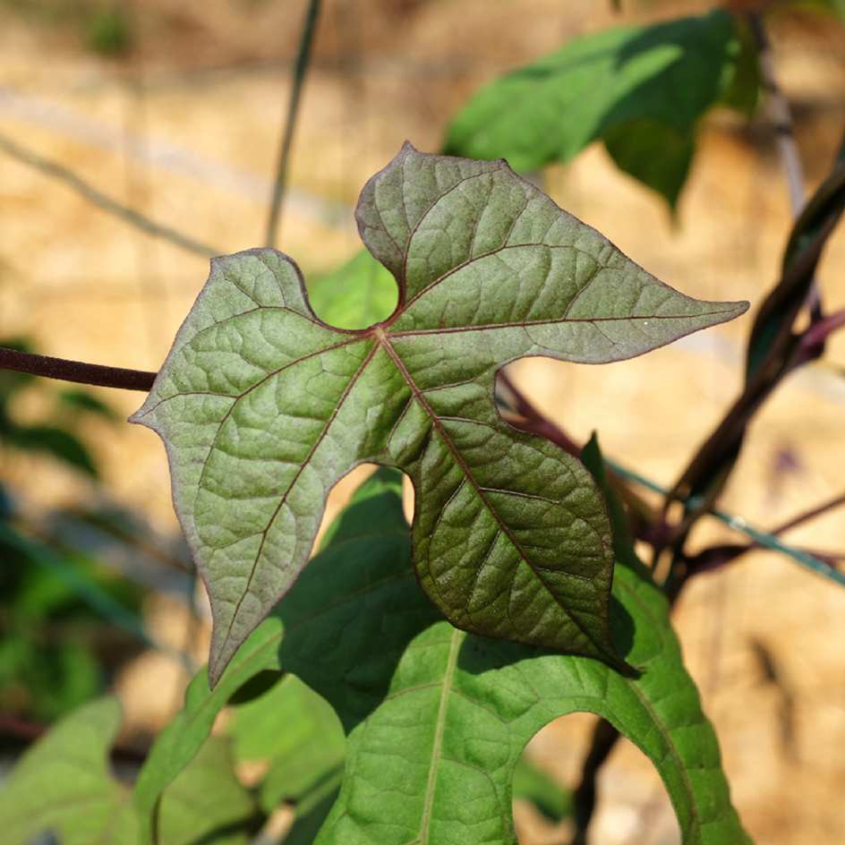 la-bo-te-graines-exotic-love-graines-mina-lobata-bio image 4