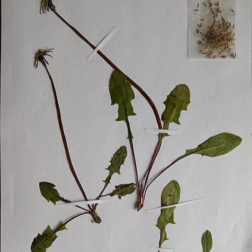 la-bo-te-graines-pissenlit-sauvage-bio-graines-salade-m-dicinale image 2