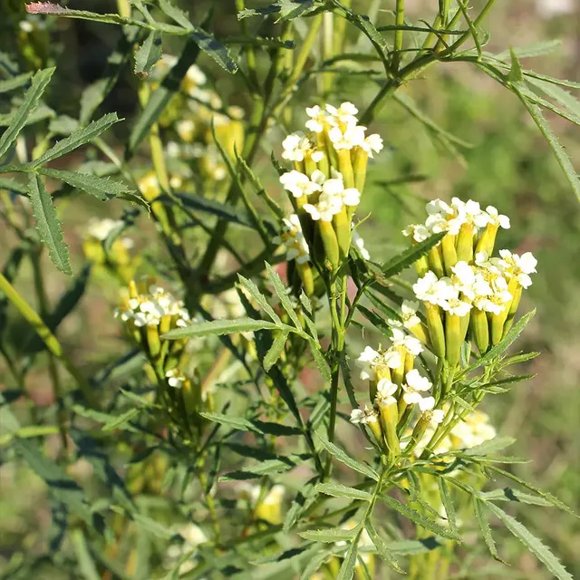 ferme-de-sainte-marthe-huacatay-menthe-noire-aromatique-graines-bio image 1