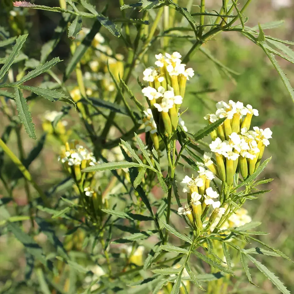 ferme-de-sainte-marthe-huacatay-menthe-noire-aromatique-graines-bio image 1