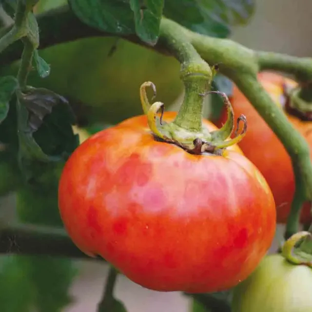 ferme-de-sainte-marthe-tomate-d-licate-graines-potag-res-bio image 1