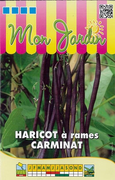 graines-bocquet-haricot-rames-carminat-graines-potag-res-70g-violet image 1