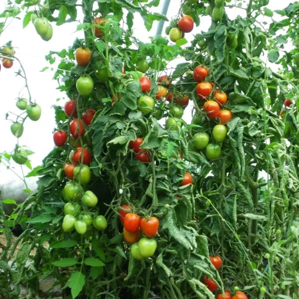 la-bo-te-graines-tomate-de-berao-graines-bio-pr-coce-sauce image 1
