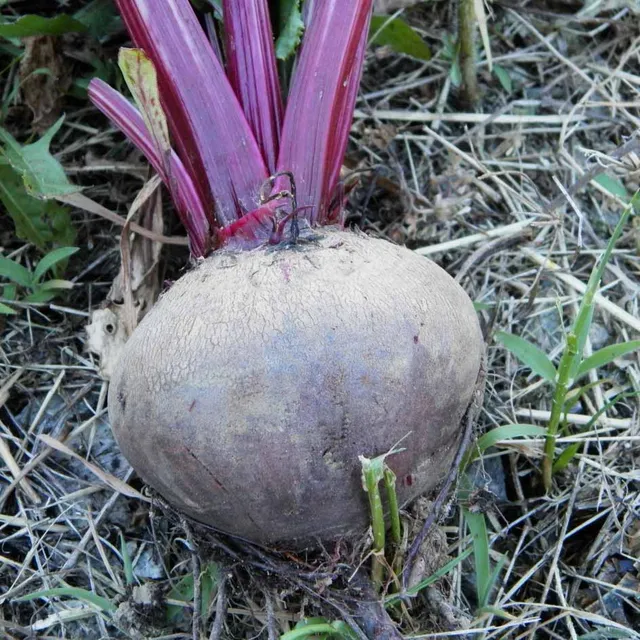 la-bo-te-graines-betterave-robuschka-graines-bio-sucr-e image 1