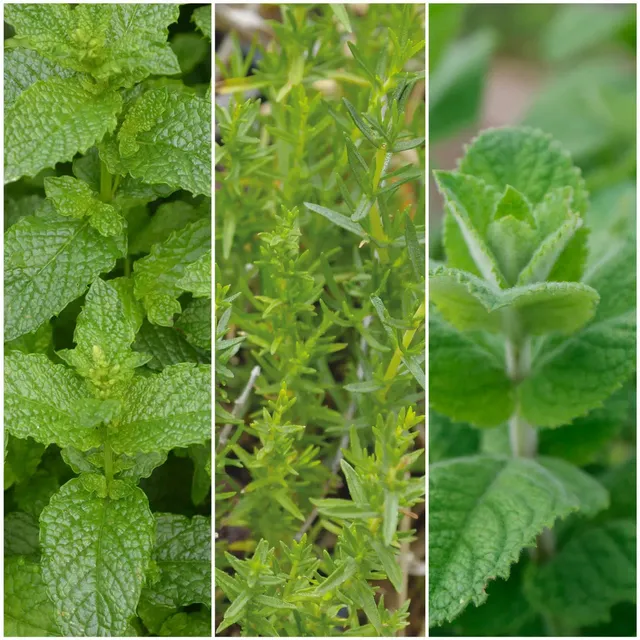 ferme-de-sainte-marthe-s-lection-menthes-l-eau-plants-aromatiques-bio image 1