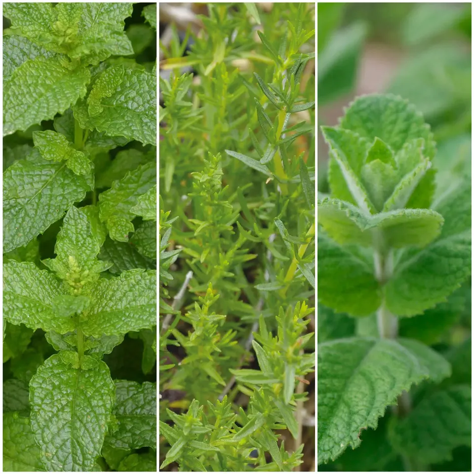 ferme-de-sainte-marthe-s-lection-menthes-l-eau-plants-aromatiques-bio image 1