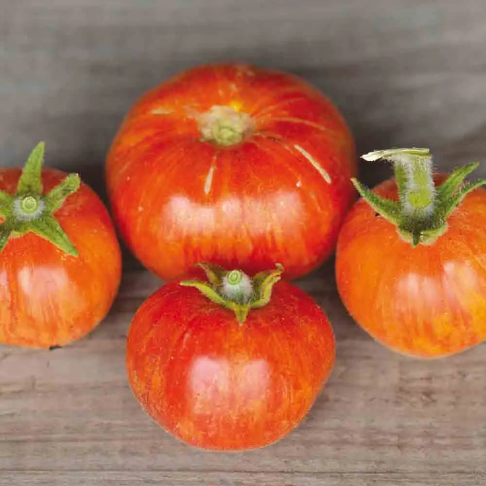 ferme-de-sainte-marthe-elberta-peach-tomate-graines-bio-pot image 1