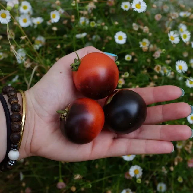 la-bo-te-graines-tomate-tartufo-cerise-graines-l-gumes-bio-naine image 1