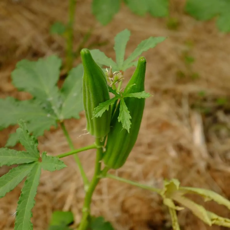la-bo-te-graines-graines-l-gumes-clemson-spineless-bio-productif image 1