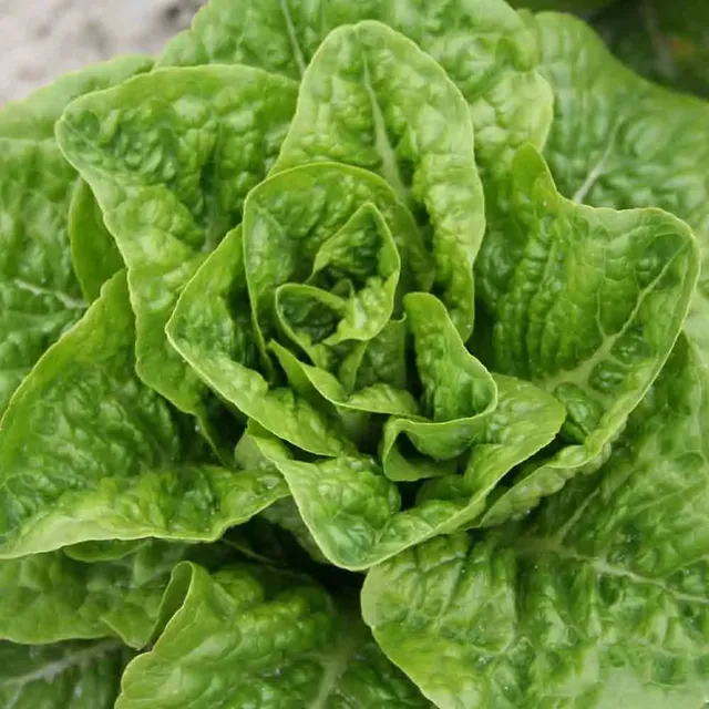ferme-de-sainte-marthe-romaine-pomme-en-terre-graines-laitue-bio image 1