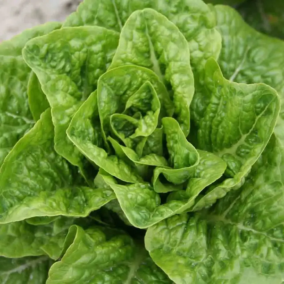 ferme-de-sainte-marthe-romaine-pomme-en-terre-graines-laitue-bio image 1