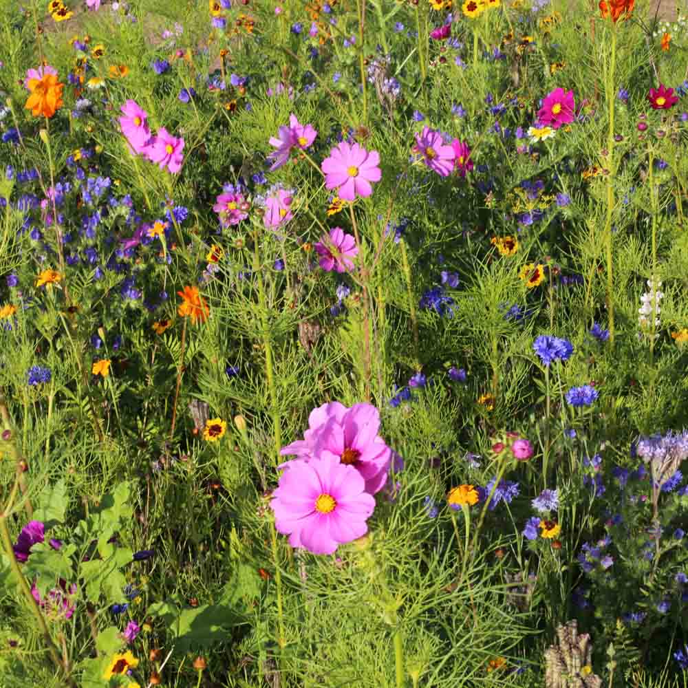 m-lange-fleuri-miel-et-papillons-graines-5g-mellif-re image 1
