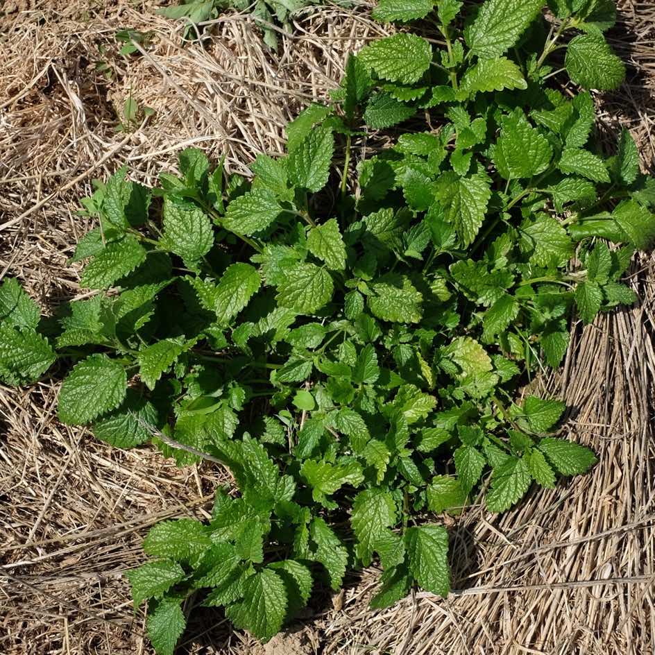 la-bo-te-graines-graines-aromatiques-m-lisse-bio-citronn-e image 4