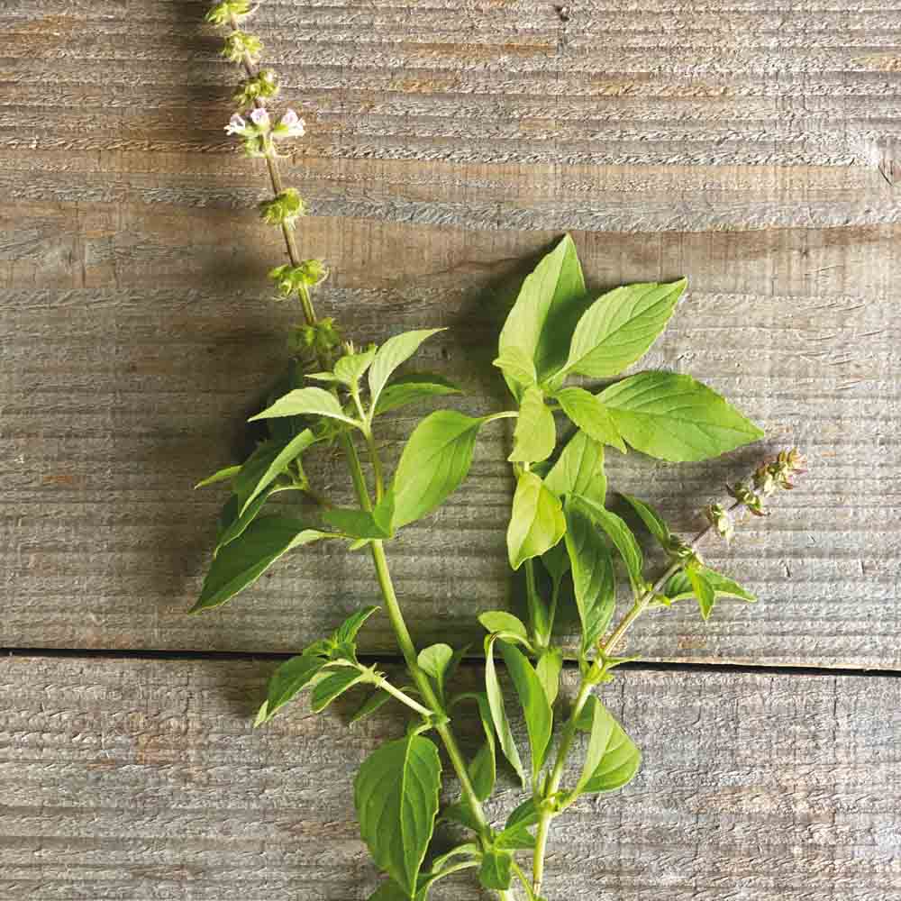 ferme-de-sainte-marthe-basilic-citron-bio-antigaspi-sachet image 1
