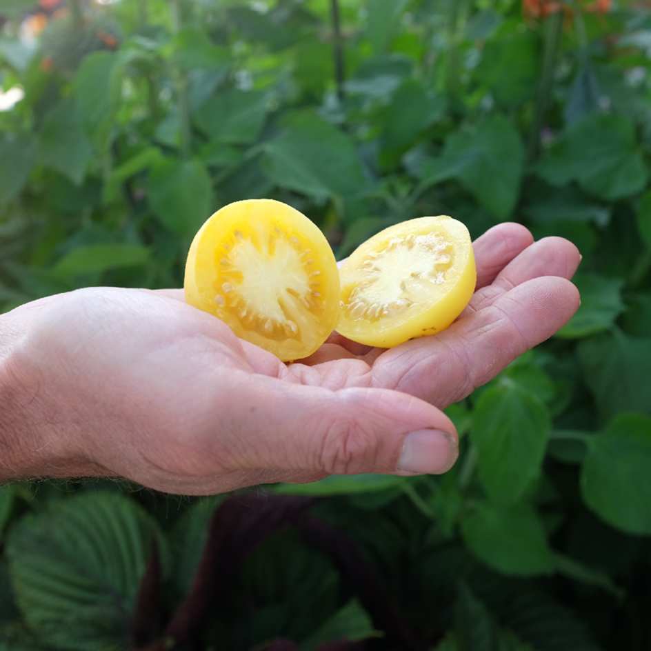 la-bo-te-graines-tomate-p-che-blanche-bio-graines-ancienne image 2