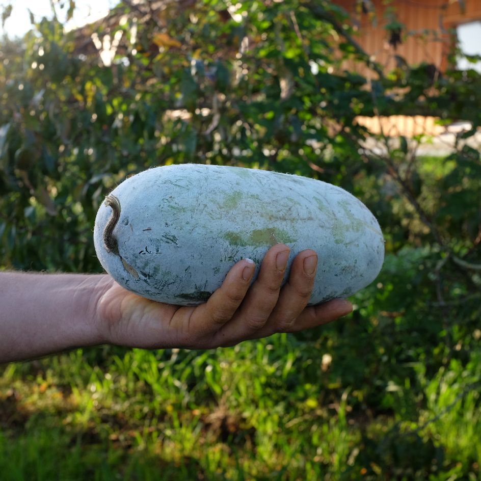 la-bo-te-graines-courge-chieh-qua-sweet-little-heart-bio-graines image 4