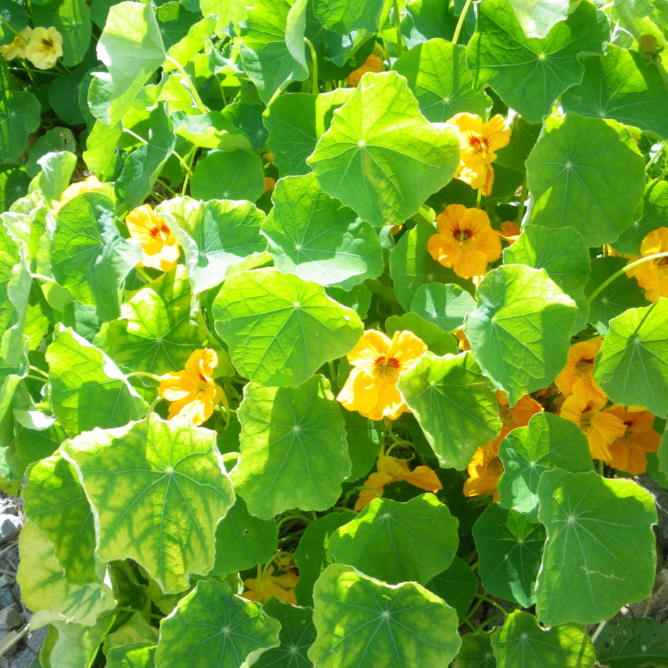 la-bo-te-graines-graines-fleurs-capucine-graines-fleurs-comestibles-bio image 6