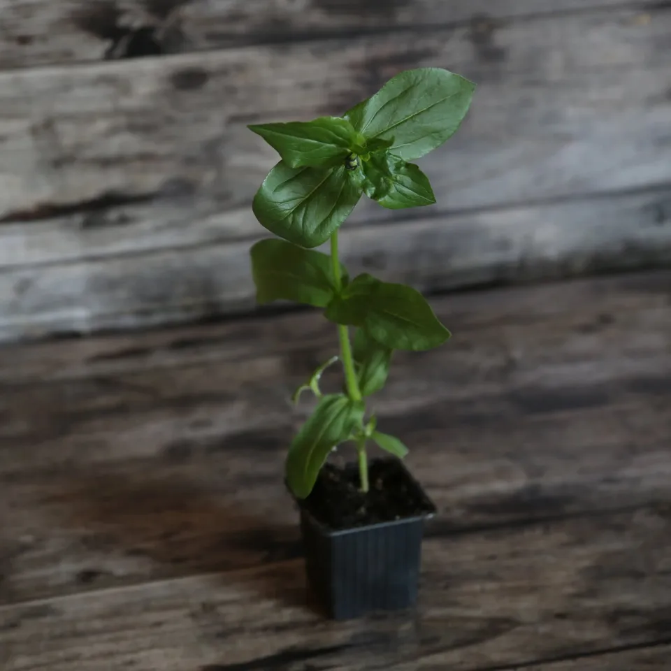 ferme-de-sainte-marthe-zinnia-lilliput-plant-bio-fleurs-vari-es image 1