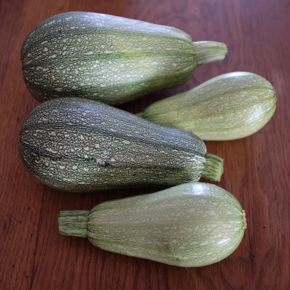 la-bo-te-graines-courgette-petite-grise-de-provence-bio-graines image 3