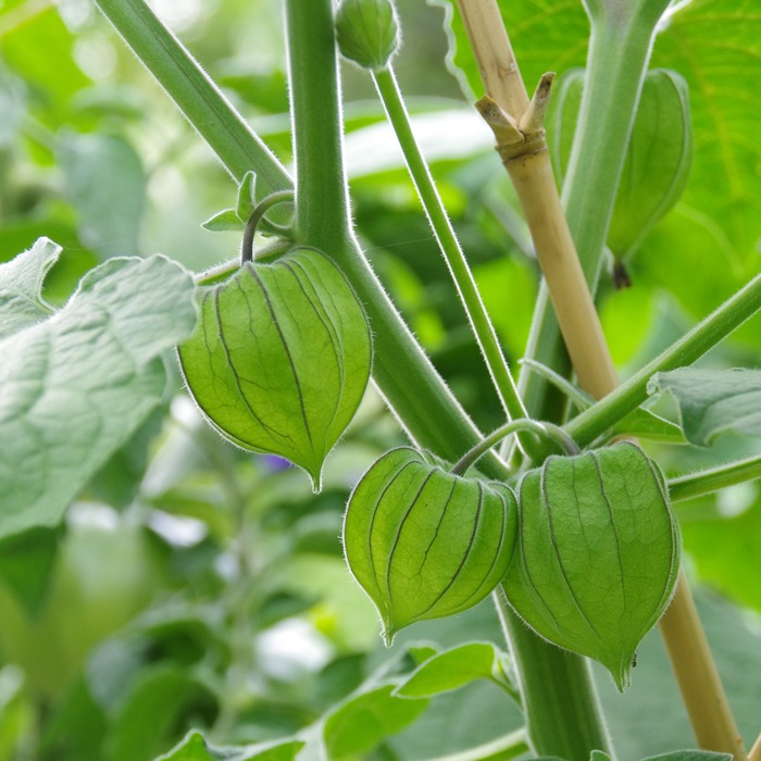 les-semences-de-l-ombelle-physalis-coqueret-graines-bio-fruit image 1