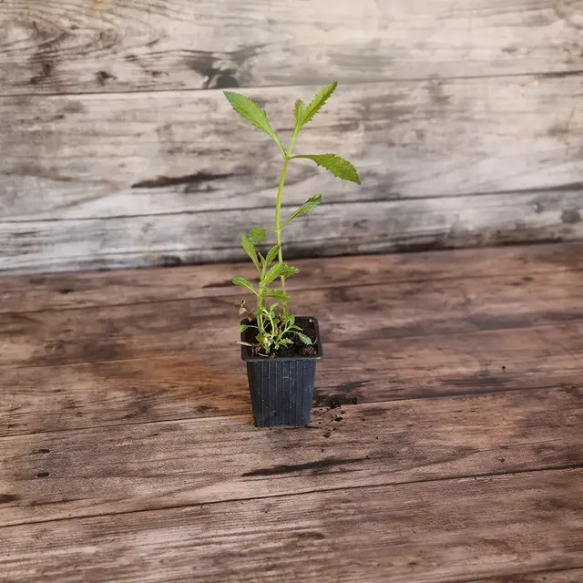 ferme-de-sainte-marthe-verveine-de-buenos-aires-plant-bio image 1