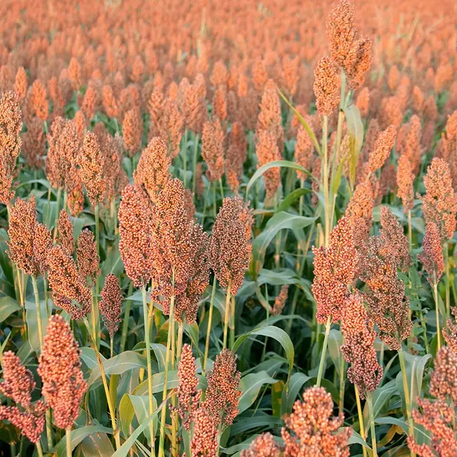 ferme-de-sainte-marthe-coral-graines-sorgho-bio-sans-gluten image 1