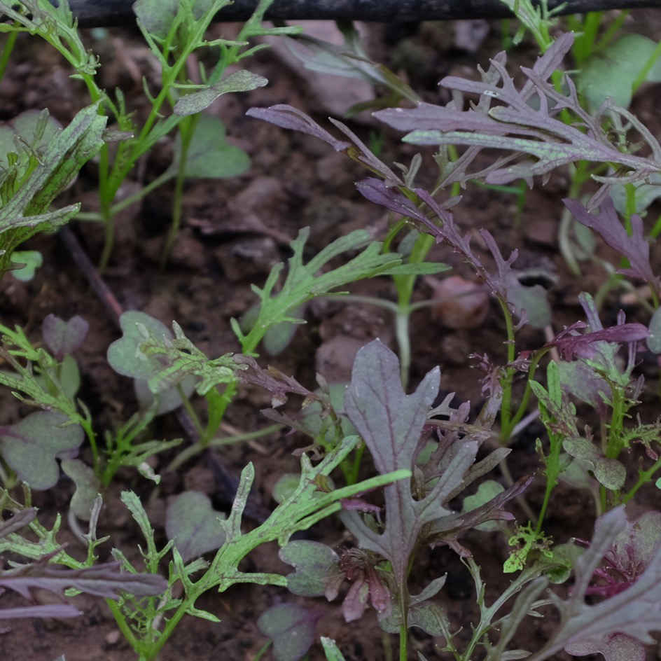 la-bo-te-graines-moutarde-rouge-metis-bio-graines-salade image 4