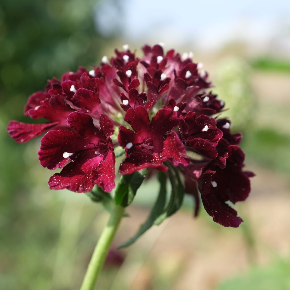la-bo-te-graines-graines-fleurs-scabieuse-black-night-bio-graines image 1