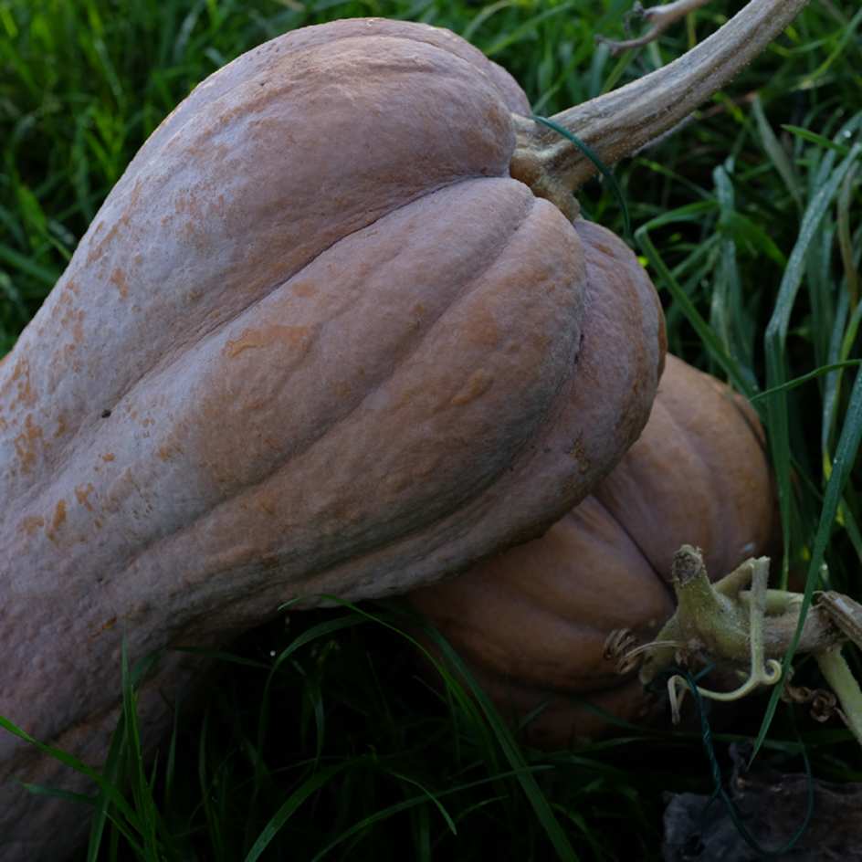 la-bo-te-graines-courge-musqu-e-violina-bio-graines-sucr-e-4-kg image 3