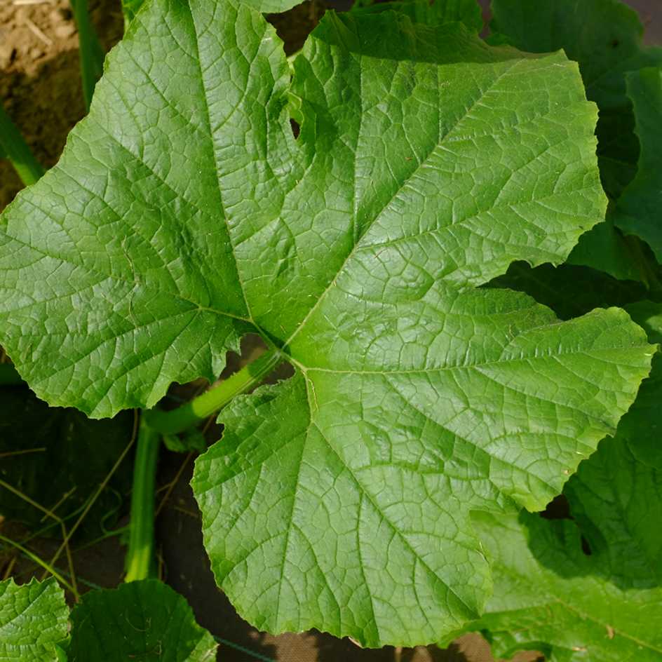 la-bo-te-graines-graines-l-gumes-sucrine-de-champtoceaux-courge-bio image 5