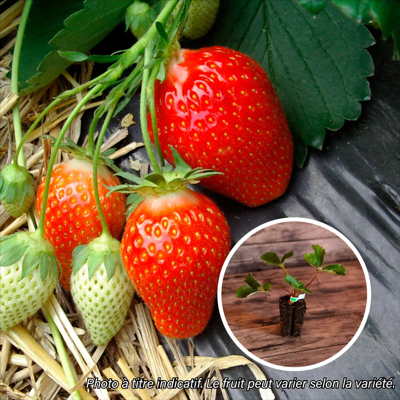 ferme-de-sainte-marthe-fraisier-anabelle-plant-bio-en-motte image 1