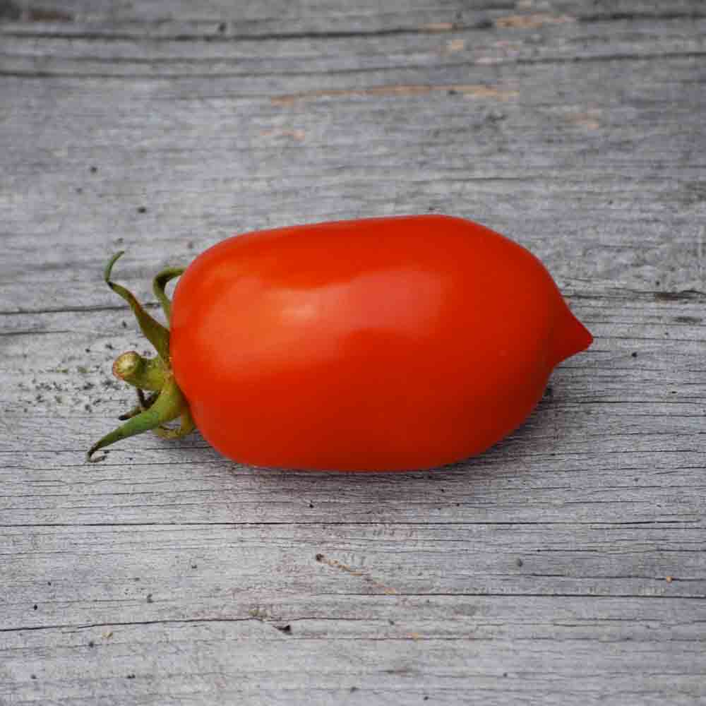 ferme-de-sainte-marthe-plants-bio-tomate-roma-plant-bio image 2