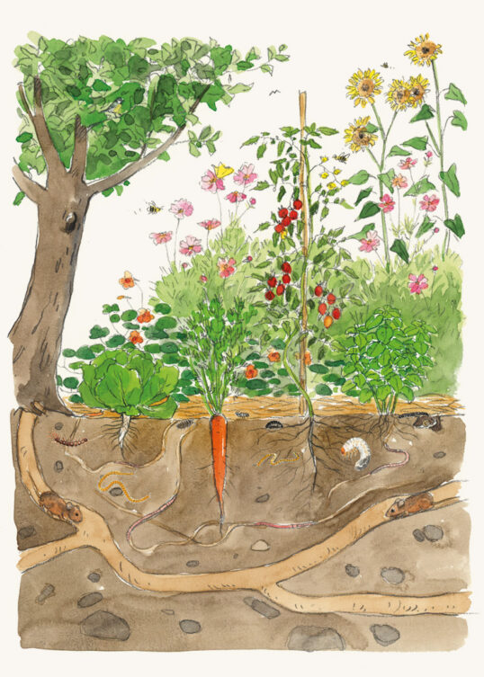 les-semences-de-l-ombelle-agenda-du-jardinier-bio-2026-carnet image 3