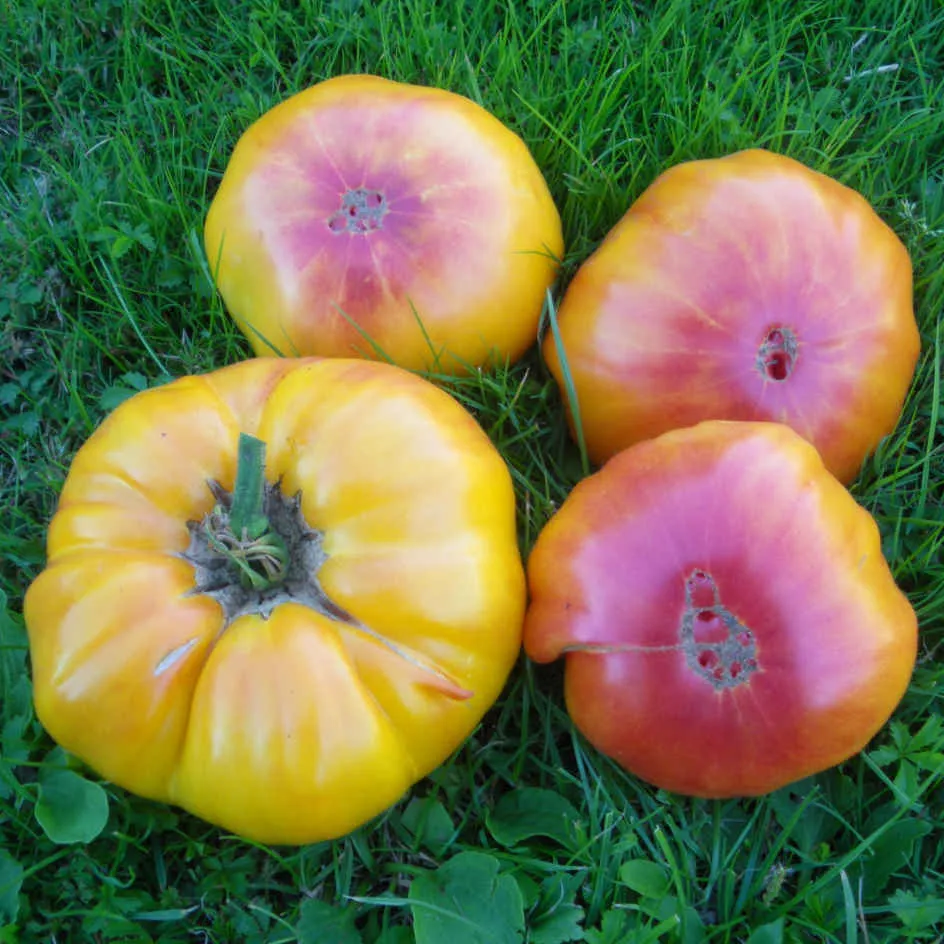 la-bo-te-graines-tomate-ananas-bio-graines-potag-res-tardive image 1