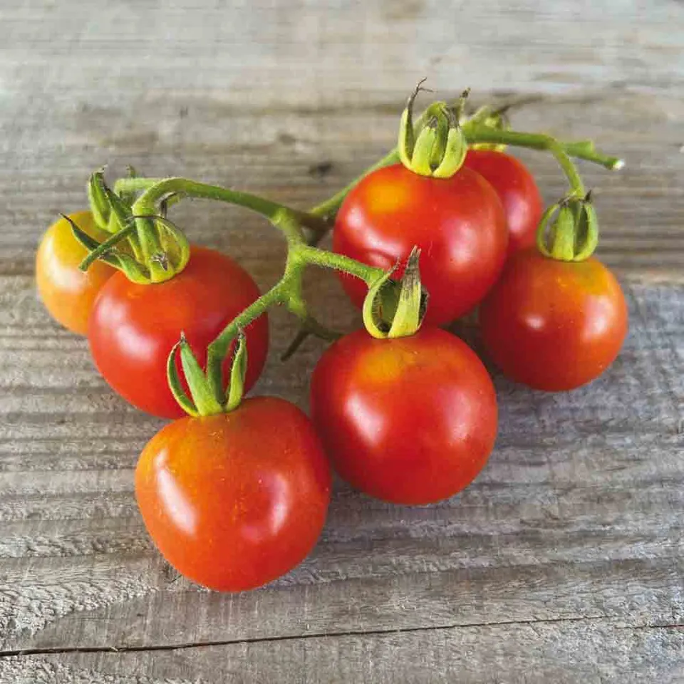 ferme-ste-marthe-tomate-moneymaker-graines-pr-coce-bio image 1
