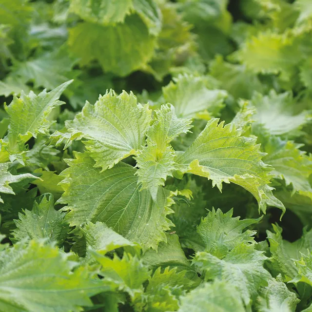 ferme-de-sainte-marthe-perilla-vert-graines-shiso-bio-aromatique image 1