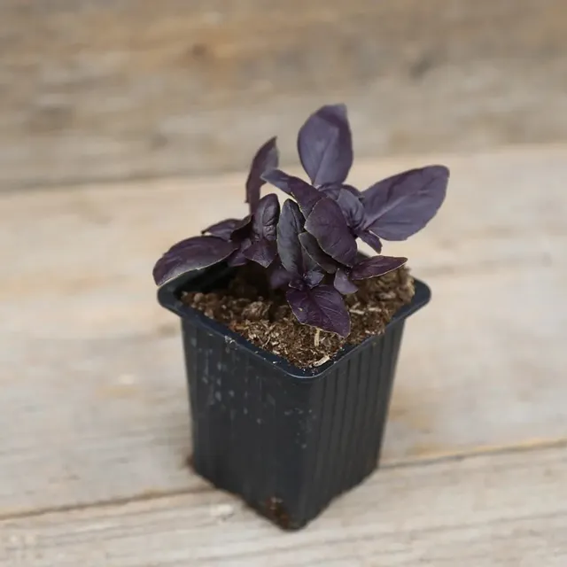 ferme-de-sainte-marthe-basilic-pourpre-plant-aromatique-bio image 1