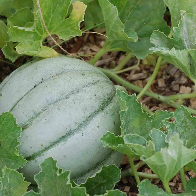 ferme-de-sainte-marthe-melon-vieille-france-bio-parfum image 1