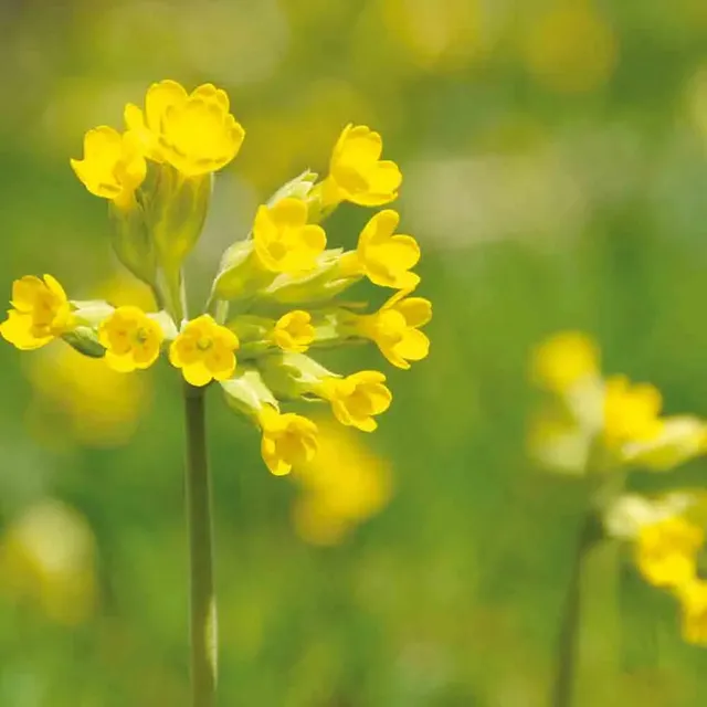 ferme-de-sainte-marthe-primev-re-officinale-graines-fleurs-jaune image 1